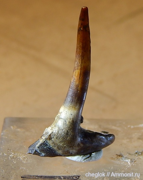 мел, Казахстан, сантон, зубы рыб, костные рыбы, Кублей, Santonian, Cretaceous, fish teeth