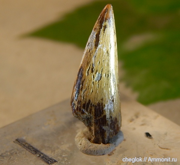мел, Казахстан, сантон, зубы рыб, Кублей, Santonian, Cretaceous, fish teeth