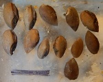 отолиты из Мнёвников