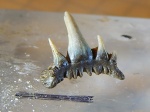 Paraorthacodus из Тыкбутака