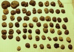 ядрёный Кублей (гастроподы за 2 дня)