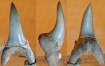 Jaekelotodus  из Казахстана