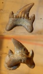 снова Cretodus?  -- нет, Archeolamna