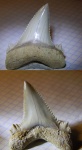 Otodus auriculatus из Казахстана