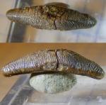 крупный Acrodus из Варавино