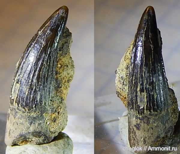 мел, плезиозавры, Варавино, зубы рептилий, Cretaceous