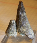 подснежники