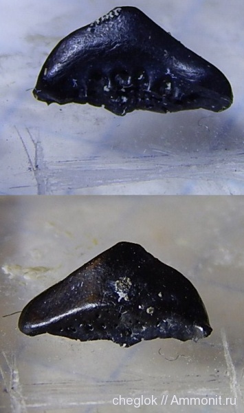 карбон, Пески, рыбы, Oxytomodus, зубы рыб, fish, fish teeth