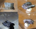 Solenodus crenulatus из Песков