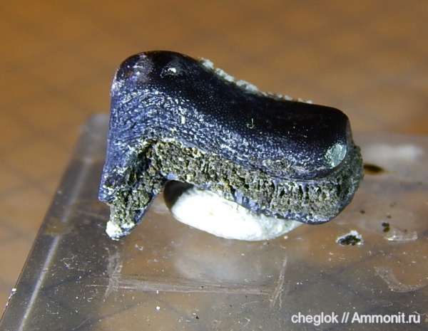 карбон, Пески, Lagarodus, зубы рыб, Psammodontiformes, fish teeth