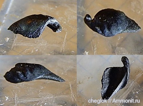 карбон, Пески, Deltodus, зубы рыб, fish teeth