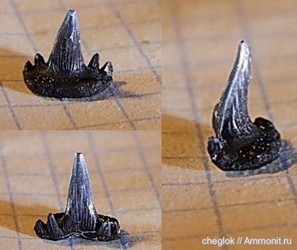 карбон, Пески, зубы рыб, Glikmanius occidentalis, fish teeth