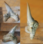 Archaeolamna. из Варавино