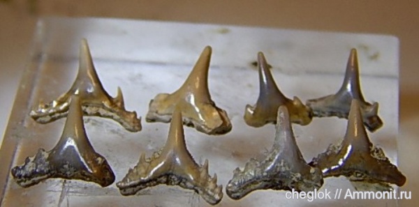 мел, зубы акул, Synechodus, Варавино, Cretaceous, shark teeth