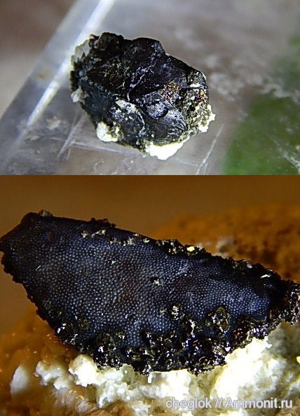 карбон, Пески, зубы рыб, fish teeth