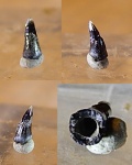 зубик костной рыбы из Филей