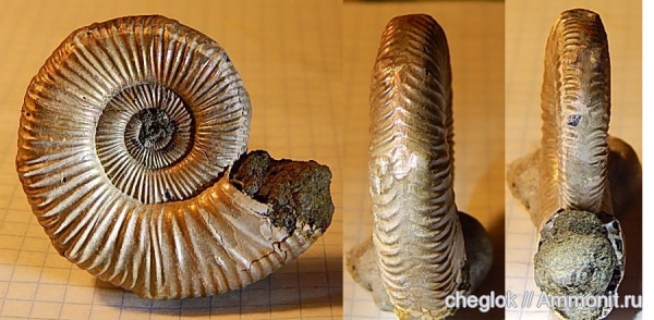 аммониты, юра, Михайлов, Binatisphinctes, parabolae