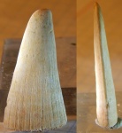 Pristis mucrodens,Марокко, эоцен,ипр