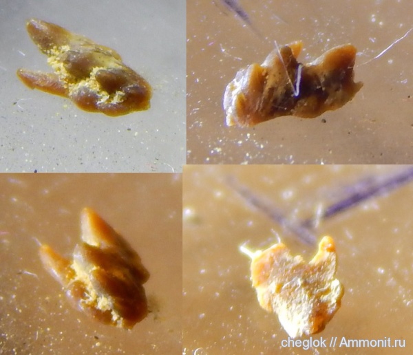 карбон, позвоночные, Русавкино, Ctenacanthiformes, зубы рыб, fish teeth