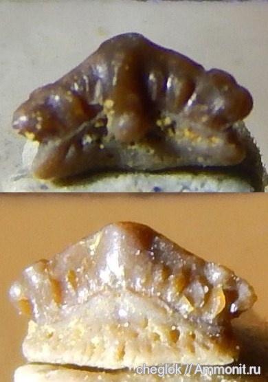 карбон, Русавкино, зубы акул, lissodus, зубы рыб, fish teeth, shark teeth