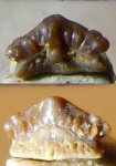 Lissodus (?) из Русавкино