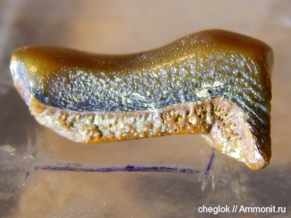 карбон, Пески, Lagarodus, зубы акул, Psammodontiformes, shark teeth