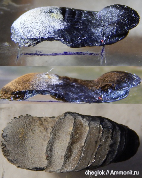 карбон, Пески, зубы акул, Petalodontiformes, Janassa, shark teeth
