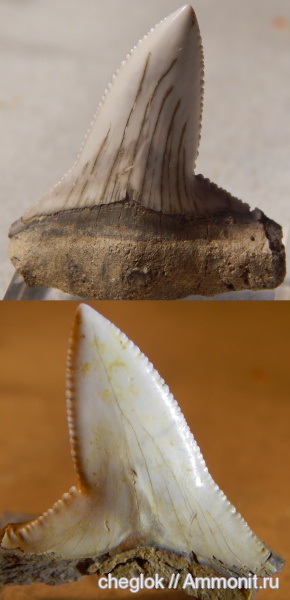 палеоген, акулы, Казахстан, зубы акул, Otodus auriculatus, Бетпак-Дала, shark teeth, sharks