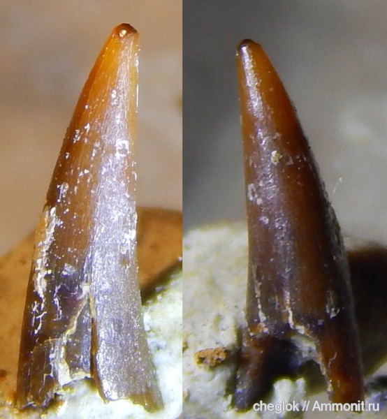 карбон, зубы рыб, костные рыбы, Заборье, Strepsodus, fish teeth