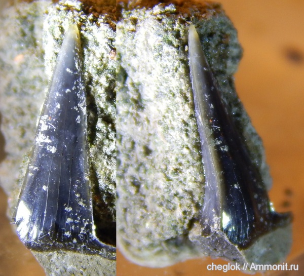 юра, акулы, Sphenodus, р. Унжа, зубы акул, Михаленино, shark teeth, sharks