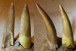 Zarafasaura oceanis оба два?