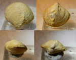 Cleiothyridina gjeliensis 30.12.2016