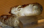 копролиты казахстанские