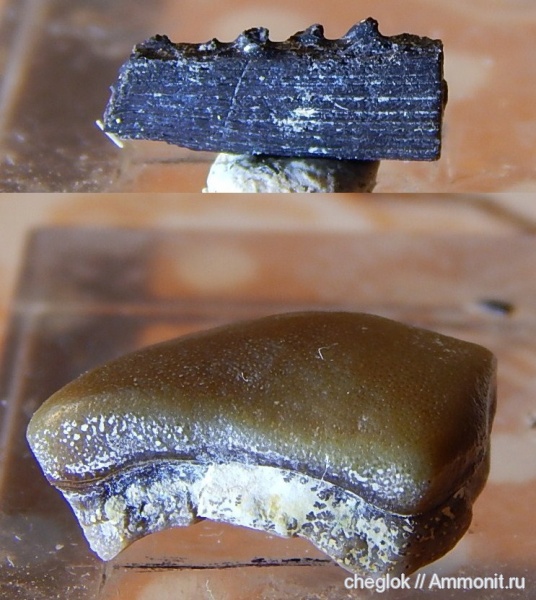 карбон, Цемгигант, Пески, рыбы, Lagarodus, шипы, зубы рыб