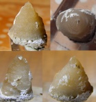 мшанка (?) из Рогачёвского карьера