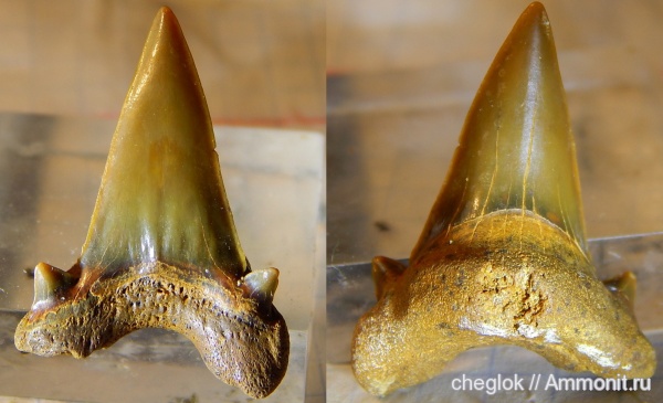 мел, зубы, акулы, сеноман, Lamniformes, Малый Пролом, Dwardius, Cenomanian, Cretaceous, teeth, sharks