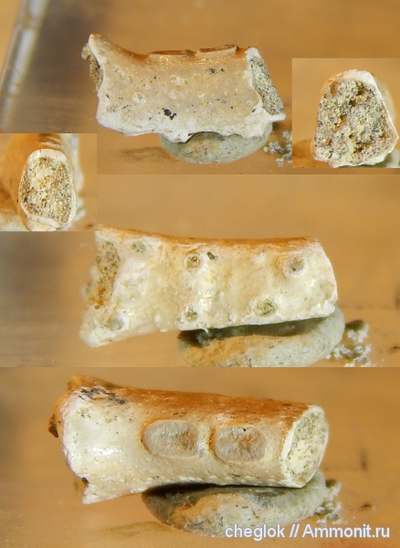 мел, ракообразные, сеноман, Варавино