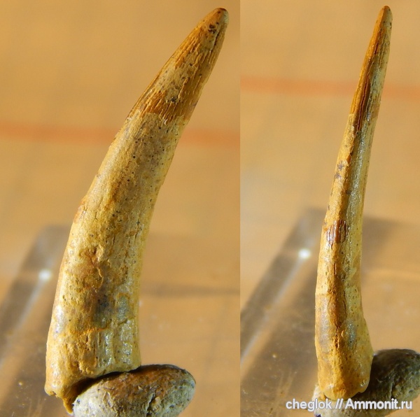 мел, птерозавры, сеноман, зубы рептилий, Ornithocheiridae, Шацк, орнитохейриды