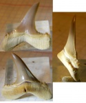 шикарный Mennerotodus