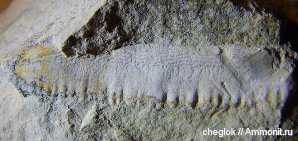 пермь, Свердловская область, артинский ярус, Elasmobranchii, Euselachii, зубы рыб, Polyrhizodus longus, Permian, fish teeth