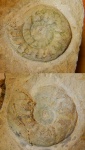Paragastrioceras (?)26 мм и 30 мм