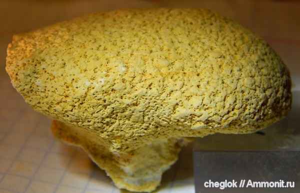 карбон, губки, Русавкино, Pemmatites