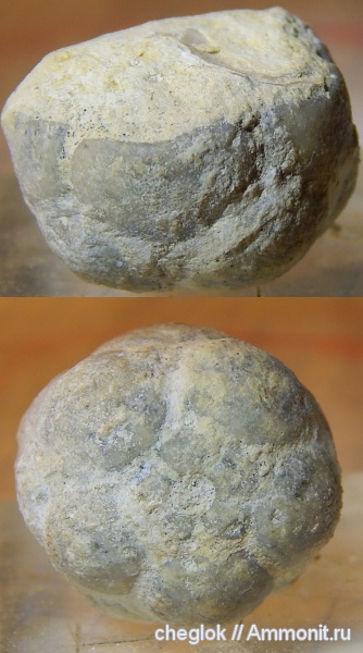 морские лилии, карбон, Mooreocrinus, Пирочи