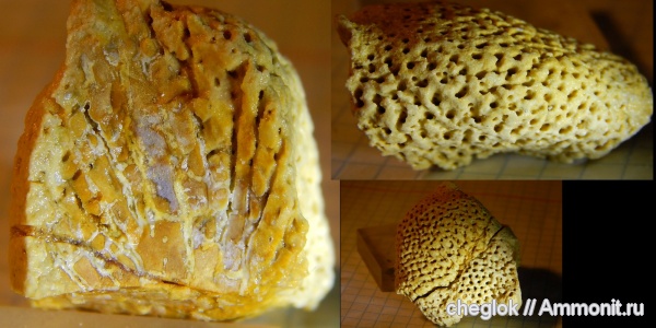 карбон, губки, Русавкино, Pemmatites