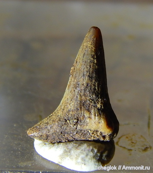 мел, сеноман, зубы акул, Никольское, Hybodontidae, Meristodonoides, гибодонты