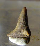 Meristodonoides из Никольского
