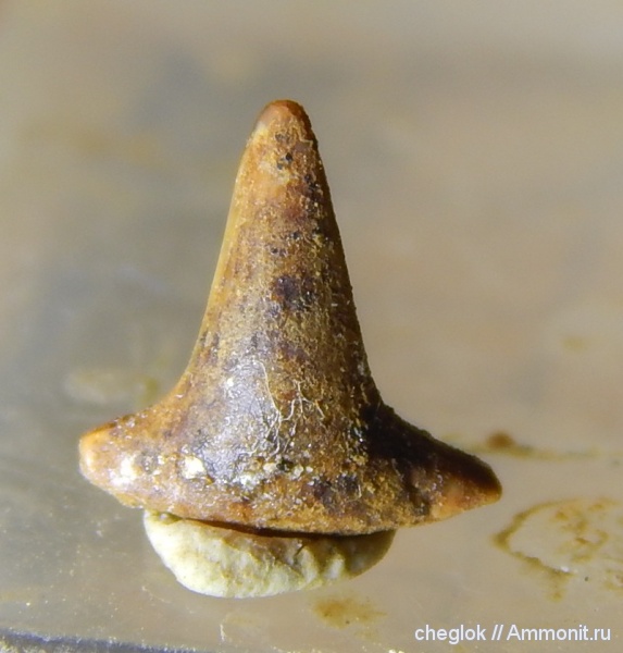мел, сеноман, зубы акул, Никольское, Hybodontidae, Meristodonoides, гибодонты