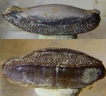 Copodus из Заборья