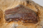 Chomatodus(?) из Заборья