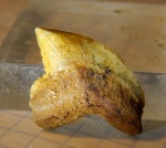 анакоракс из Мангышлака